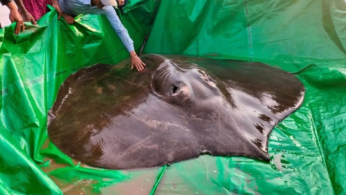 VIDEO: Capturan a la raya de agua dulce más grande de todo el mundo VIDEO: Capturan a la raya de agua dulce más grande de todo el mundo