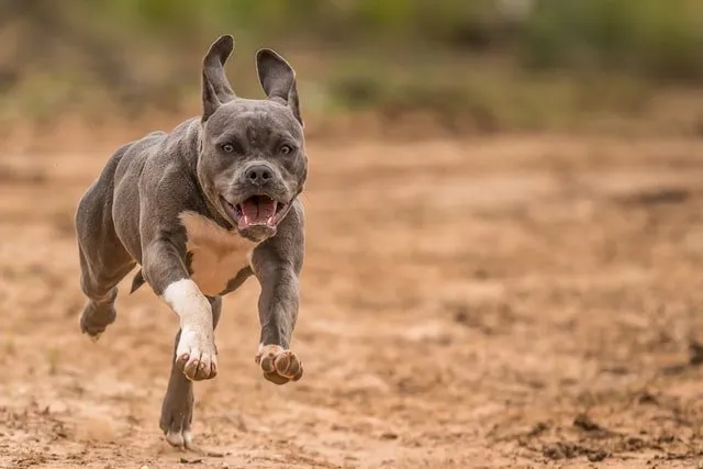 Abuelito de 71 años muere tras ser agredido por 7 perros perros pitbull Abuelito de 71 años muere tras ser agredido por 7 perros perros pitbull