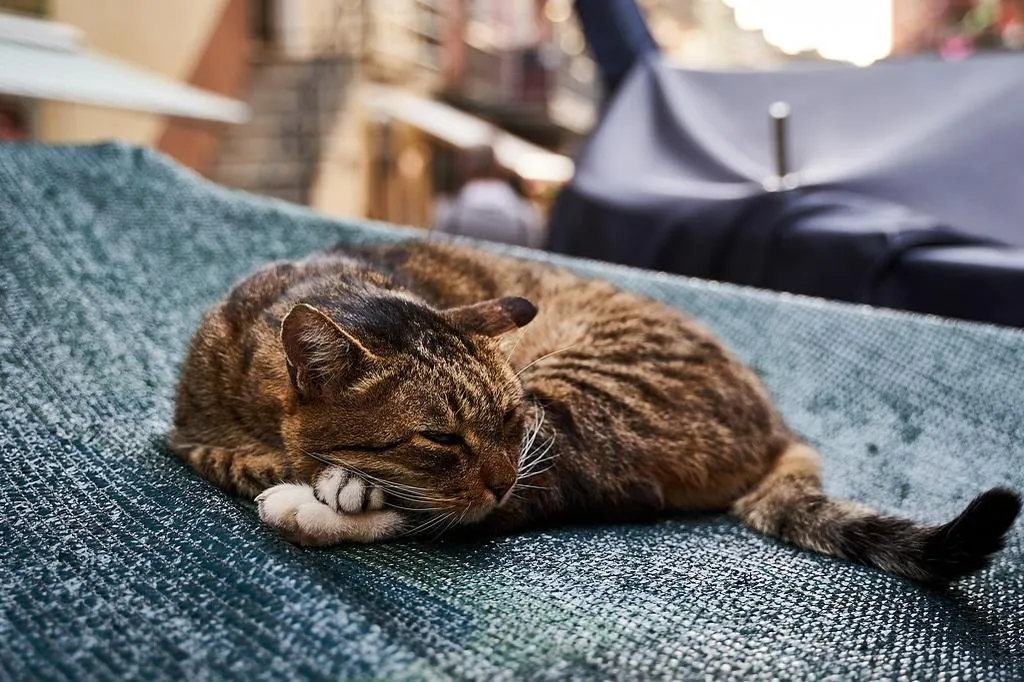 Niño de 3 años es mordido por un gato con rabia en República Dominicana Niño de 3 años es mordido por un gato con rabia en República Dominicana