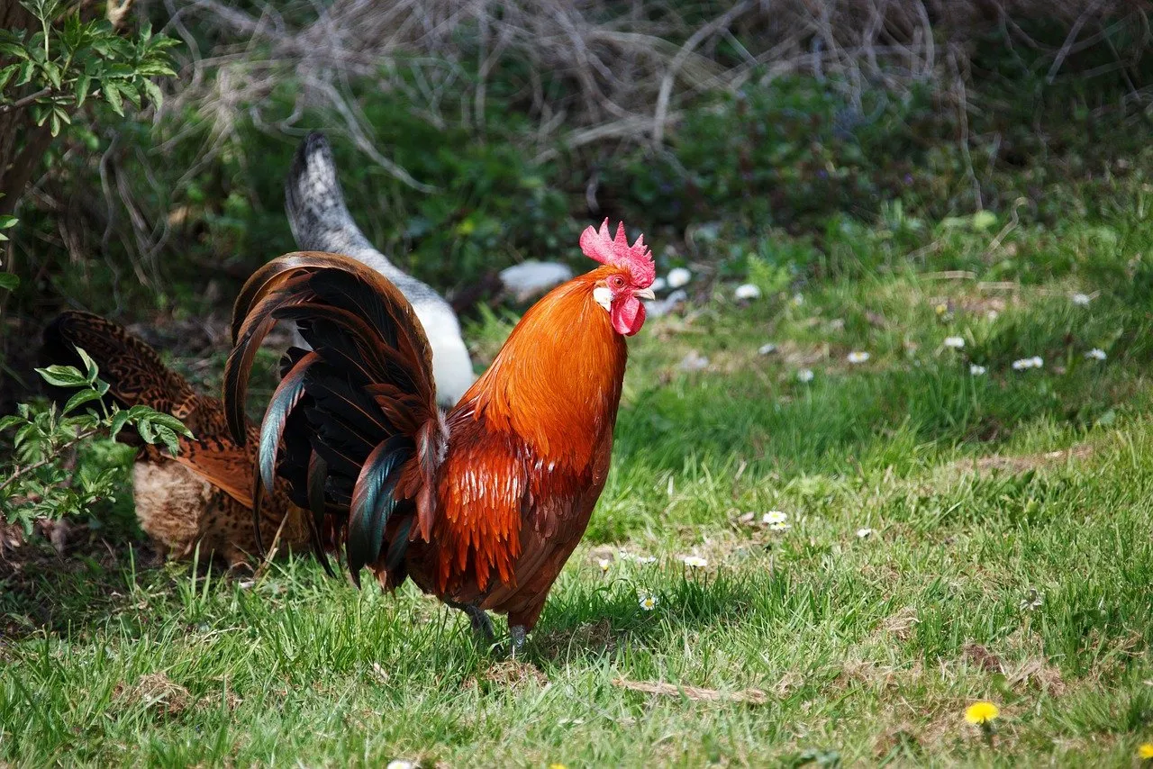 Denuncian gallo por cantar 200 veces al día; Los vecinos estaban hartos del ruido Denuncian gallo por cantar 200 veces al día; Los vecinos estaban hartos del ruido