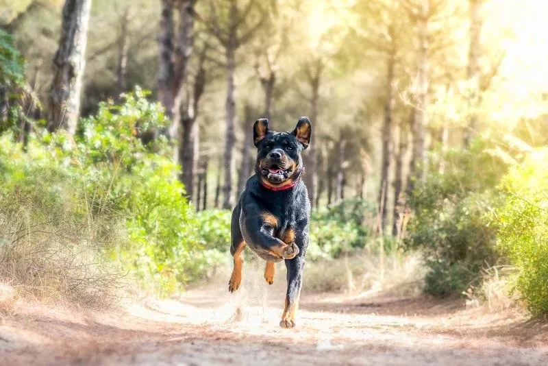 Por qué ladran tanto los perros y se ponen inquietos durante los sismos Por qué ladran tanto los perros y se ponen inquietos durante los sismos