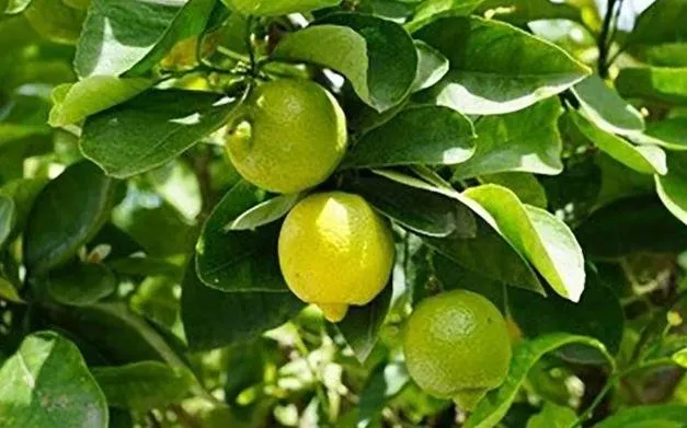 Conoce los cítricos de temporada de invierno, ¡Ricos y nutritivos! Conoce los cítricos de temporada de invierno, ¡Ricos y nutritivos!
