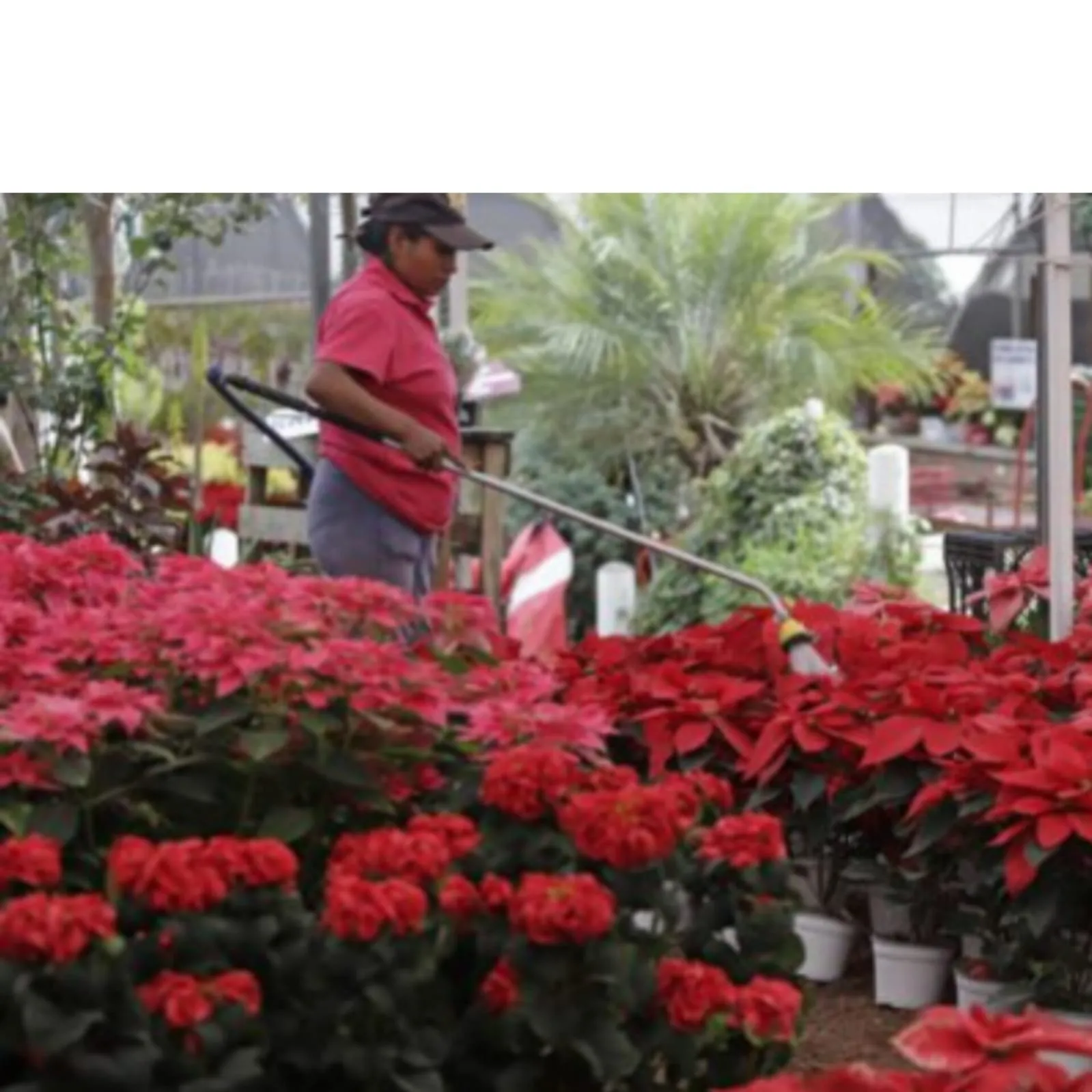 Los detalles que debes revisar al comprar una flor de nochebuena para que te dure más tiempo Los detalles que debes revisar al comprar una flor de nochebuena para que te dure más tiempo
