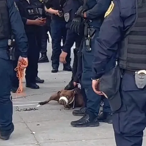 Policía se quisó meter a la casa del perro y lo mordió; Ahora lomito está detenido Policía se quisó meter a la casa del perro y lo mordió; Ahora lomito está detenido