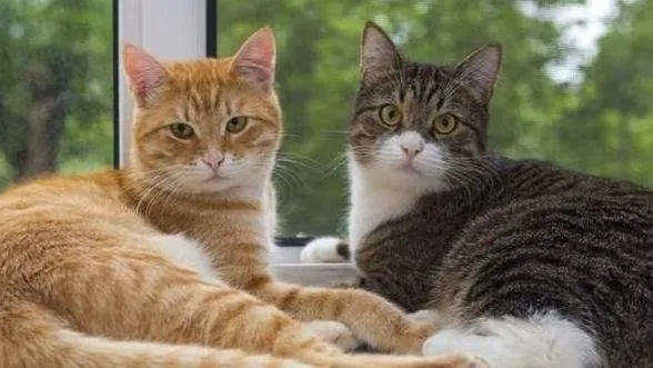 20 Cosas que no sabías sobre los gatos 20 Cosas que no sabías sobre los gatos