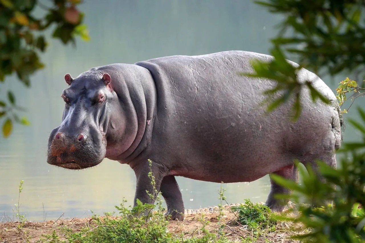 Africam Safari mando hipopótamo alfa al Zoo de Osaka y resultó ser hembra Africam Safari mando hipopótamo alfa al Zoo de Osaka y resultó ser hembra