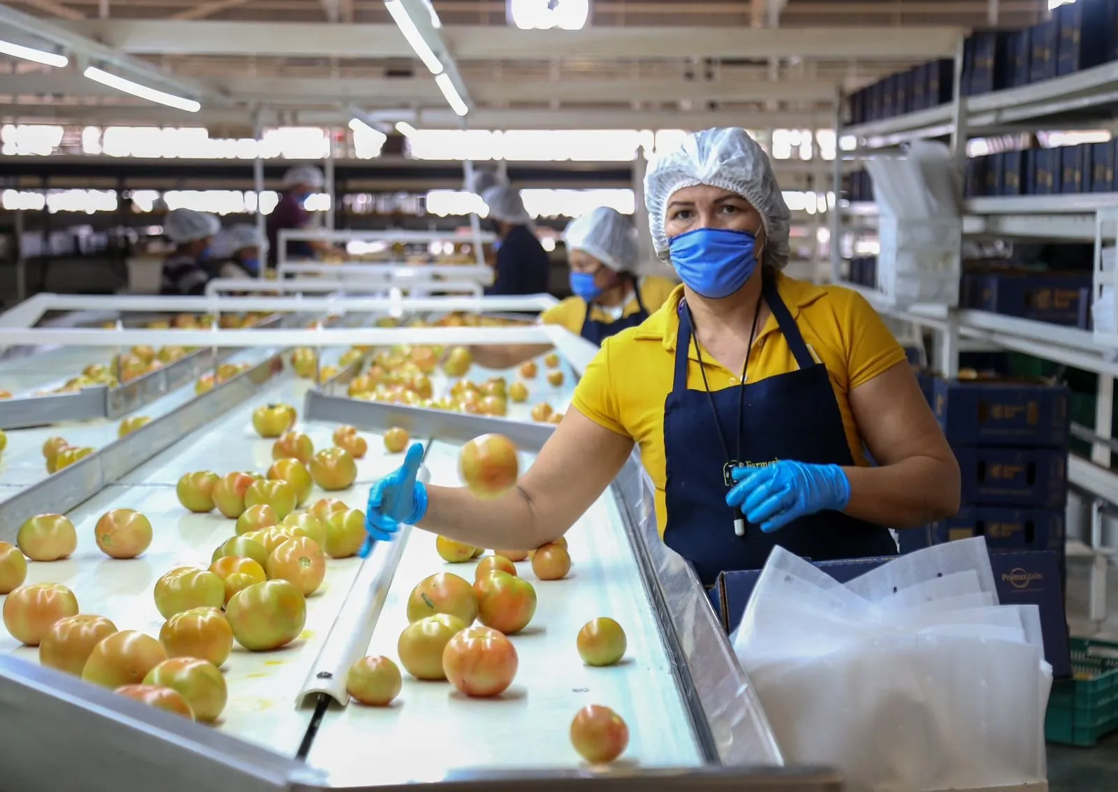 Sinaloa lidera el crecimiento económico nacional en el primer trimestre de 2024 Sinaloa lidera el crecimiento económico nacional en el primer trimestre de 2024