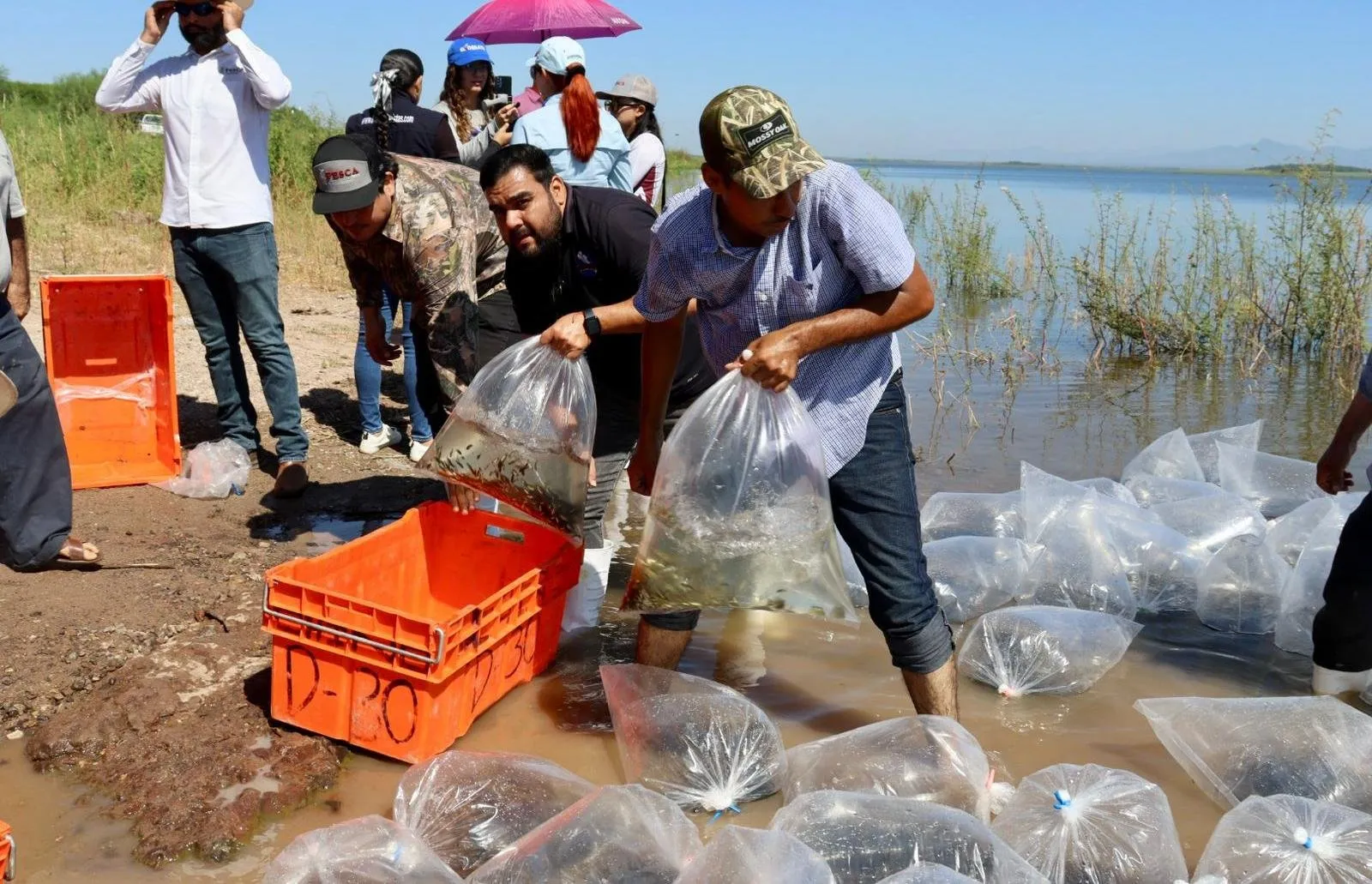 Gobierno de Sinaloa impulsa la pesca en la Presa Eustaquio Buelna con la siembra de 1.5 millones de alevines Gobierno de Sinaloa impulsa la pesca en la Presa Eustaquio Buelna con la siembra de 1.5 millones de alevines