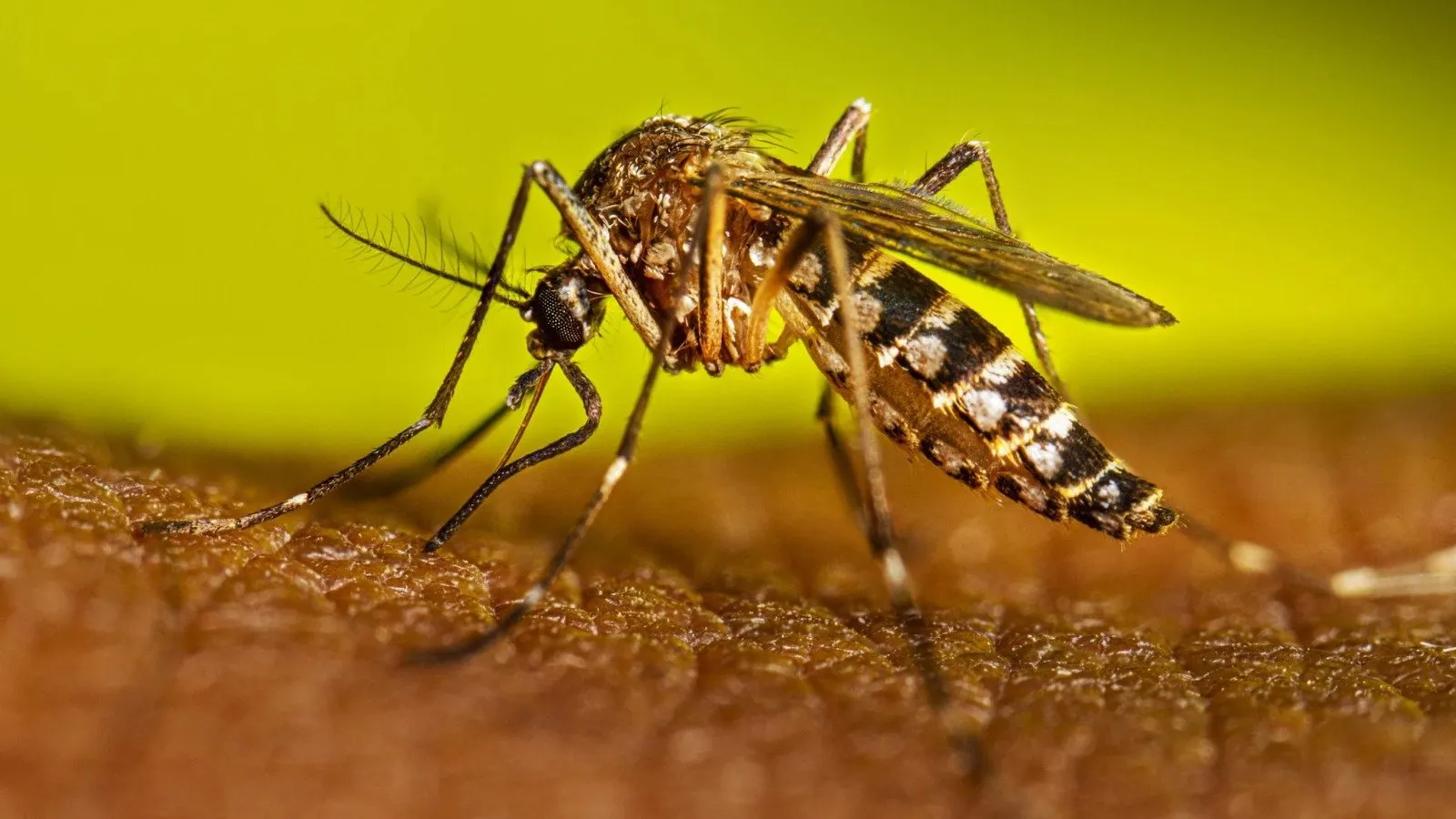 Dengue: ¿Cómo prevenirlo? ¿Cuáles son sus síntomas? Dengue: ¿Cómo prevenirlo? ¿Cuáles son sus síntomas?
