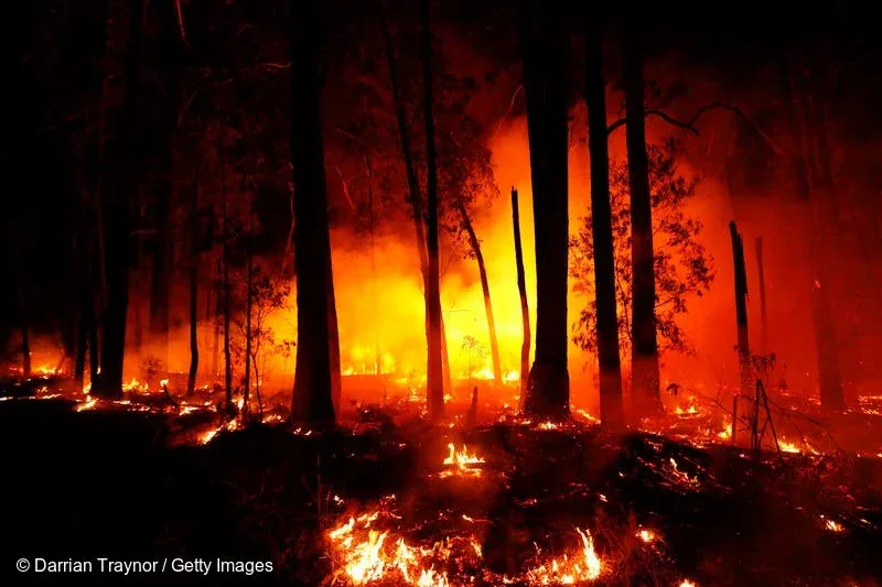¡Emergencia en México! 106 incendios forestales desatan el caos en todo el país ¡Emergencia en México! 106 incendios forestales desatan el caos en todo el país
