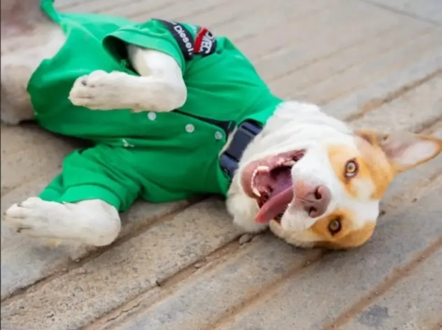 Mailo, el perrito gasolinero que conquistó corazones Mailo, el perrito gasolinero que conquistó corazones