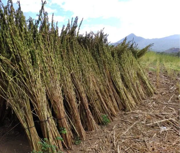 Recientes lluvias permitirán iniciar con siembra de ajonjolí y cacahuate: Líder agrícola Recientes lluvias permitirán iniciar con siembra de ajonjolí y cacahuate: Líder agrícola