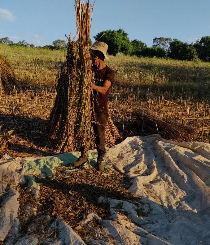 Advierten desaparición de cultivos de ajonjolí y cártamo en Mocorito por falta de lluvias Advierten desaparición de cultivos de ajonjolí y cártamo en Mocorito por falta de lluvias