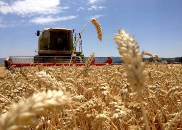 Productores advierten que no desistirán de su lucha por pago pendiente al precio del trigo Productores advierten que no desistirán de su lucha por pago pendiente al precio del trigo