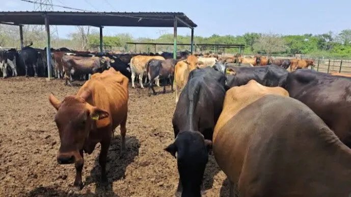México recibe una comisión de USDA para analizar acciones para el control del gusano barrenador México recibe una comisión de USDA para analizar acciones para el control del gusano barrenador