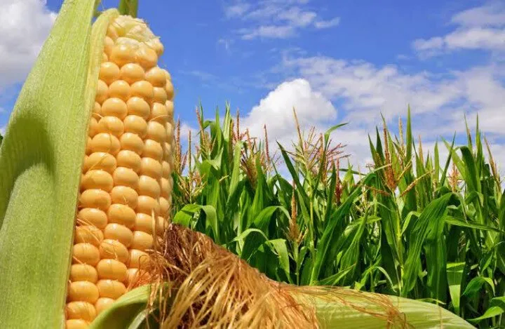 Sin apoyos económicos por parte de la federación, productores de maíz podrían de dejar de sembrar: AARFS Sin apoyos económicos por parte de la federación, productores de maíz podrían de dejar de sembrar: AARFS