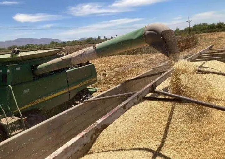 Maíz en caída libre: precio baja a menos de 5 mil por tonelada arrastrando una pérdida de 40 dólares en 4 meses Maíz en caída libre: precio baja a menos de 5 mil por tonelada arrastrando una pérdida de 40 dólares en 4 meses