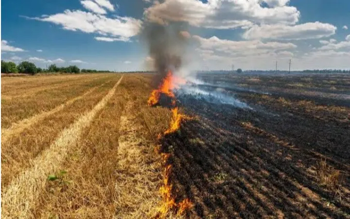 Son 800 hectáreas aproximadamente donde se ha quemado soca en El Carrizo: JLSV Son 800 hectáreas aproximadamente donde se ha quemado soca en El Carrizo: JLSV