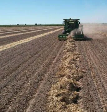 Los productores de temporal en Ahome se sienten olvidados y marginados Los productores de temporal en Ahome se sienten olvidados y marginados