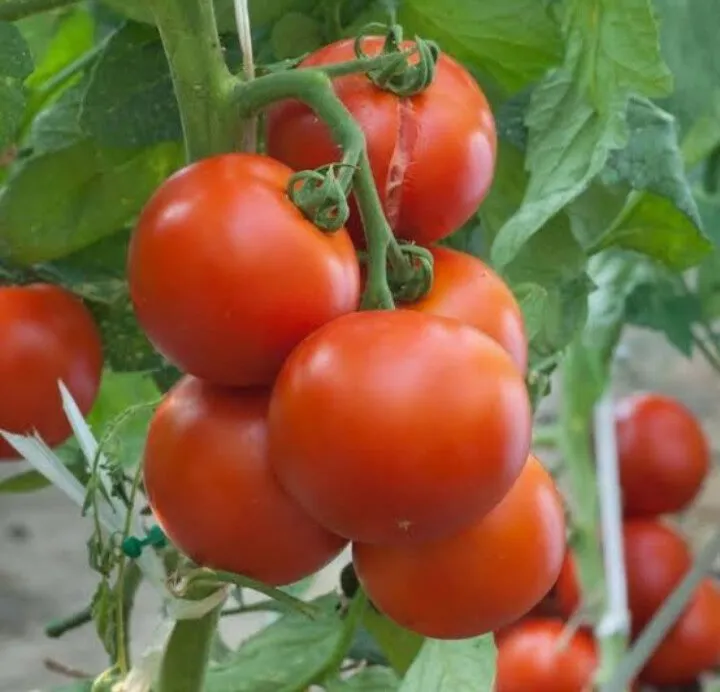 SAyG afirma que el conflicto de tomate con EU es de naturaleza política, no comercial SAyG afirma que el conflicto de tomate con EU es de naturaleza política, no comercial