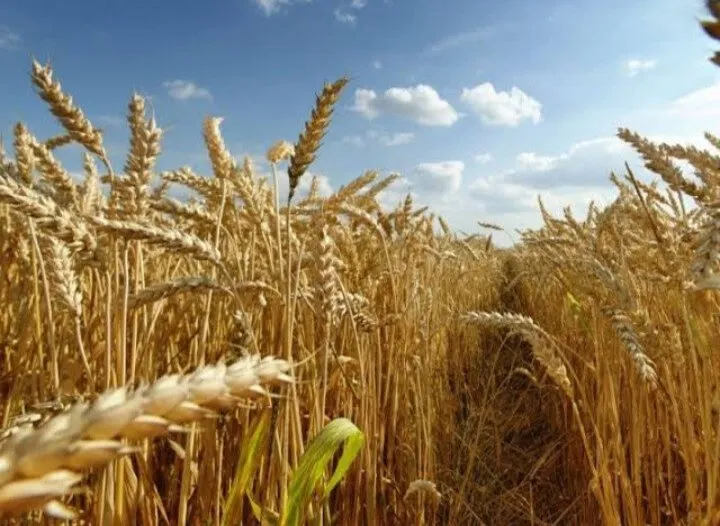 Avanza la liquidación de cosecha de trigo en el Valle del Carrizo con un incentivo adicional para productores Avanza la liquidación de cosecha de trigo en el Valle del Carrizo con un incentivo adicional para productores