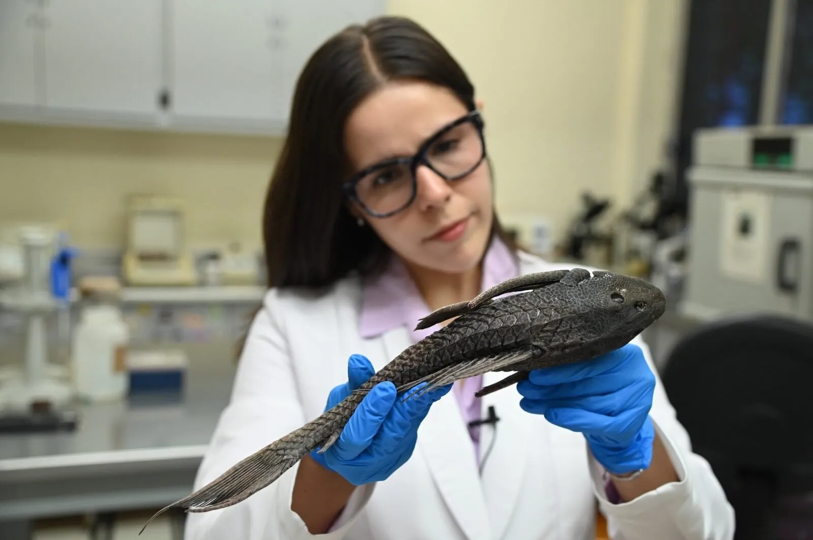La invasión de especies exóticas como el pez diablo en los ríos de Culiacán está afectando a la fauna nativa, de acuerdo con investigador de la UAS La invasión de especies exóticas como el pez diablo en los ríos de Culiacán está afectando a la fauna nativa, de acuerdo con investigador de la UAS