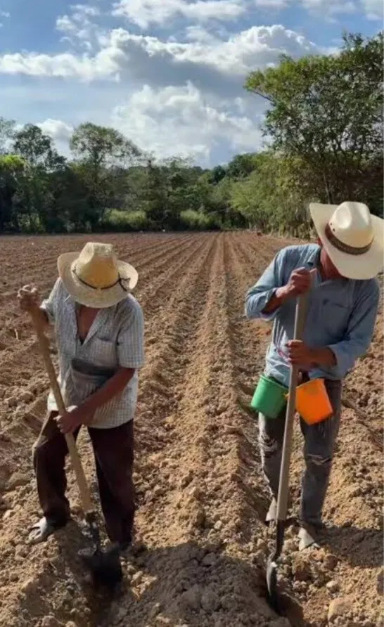 Productores de El Carrizo deben tener cuidado al sembrar ajonjolí, ante posibles riesgos Productores de El Carrizo deben tener cuidado al sembrar ajonjolí, ante posibles riesgos