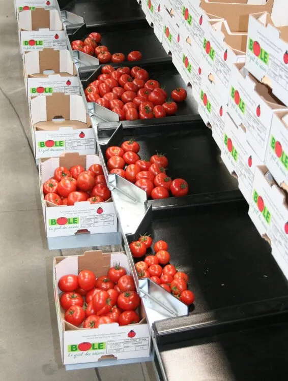 Arancel al tomate podría generar pérdidas millonarias y aumentar el desperdicio de alimentos en Sinaloa: PAS Arancel al tomate podría generar pérdidas millonarias y aumentar el desperdicio de alimentos en Sinaloa: PAS