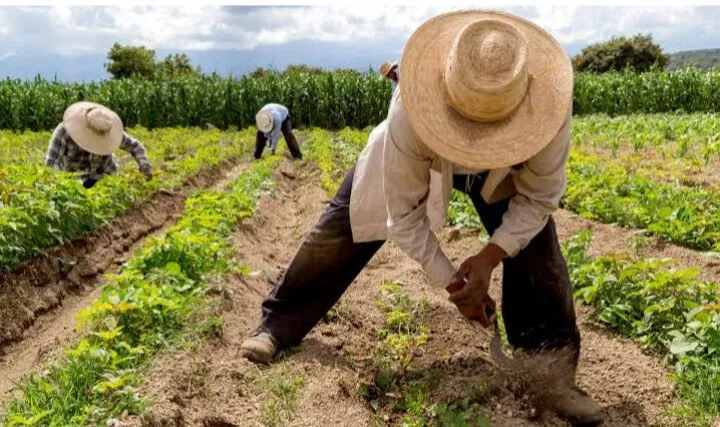 Productores comparten los problemas y no descartan en participar en acciones se protesta: AARFS Productores comparten los problemas y no descartan en participar en acciones se protesta: AARFS