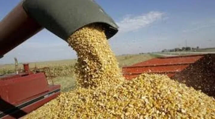 La importación de maíz a México alcanza récord y perjudica a productores de Sinaloa: AARFS La importación de maíz a México alcanza récord y perjudica a productores de Sinaloa: AARFS