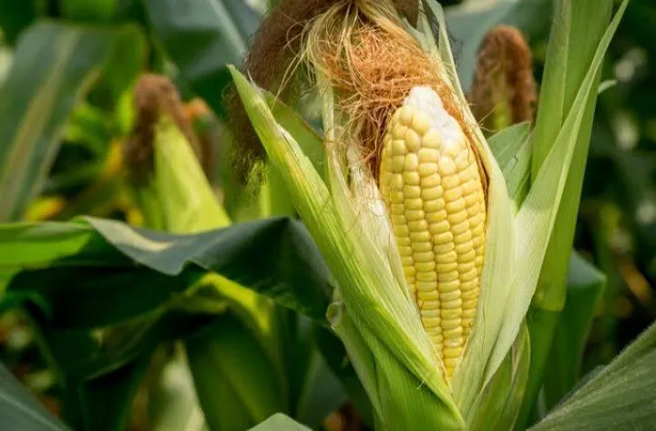 Piden productores de maíz apoyo cmpensatorio de mil pesos por tonelada Piden productores de maíz apoyo cmpensatorio de mil pesos por tonelada