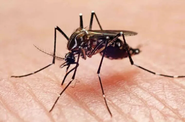 Suman 24 casos de dengue en Ahome; Salud Municipal llama a la prevención Suman 24 casos de dengue en Ahome; Salud Municipal llama a la prevención