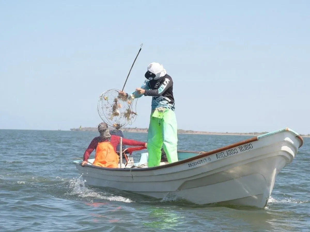 Pescadores se declaran listos para iniciar con la captura de jaiba a partir de este 10 de julio Pescadores se declaran listos para iniciar con la captura de jaiba a partir de este 10 de julio
