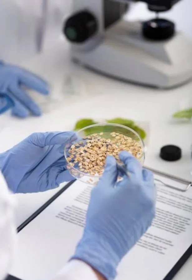 La investigación de semillas en Fundación Produce Sinaloa se vuelve crucial para enfrentar sequía La investigación de semillas en Fundación Produce Sinaloa se vuelve crucial para enfrentar sequía