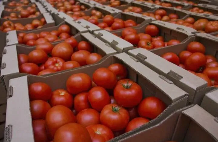 Anuncia el Gobierno de los Estados Unidos arancel al tomate mexicano Anuncia el Gobierno de los Estados Unidos arancel al tomate mexicano