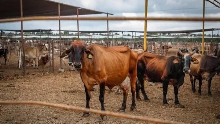 No baja de 70 pesos el kilo de becerro en pie en la región No baja de 70 pesos el kilo de becerro en pie en la región