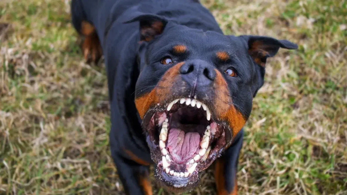 Tragedia en Escrennes: Niño de 9 años muere tras ataque de un rottweiler Tragedia en Escrennes: Niño de 9 años muere tras ataque de un rottweiler