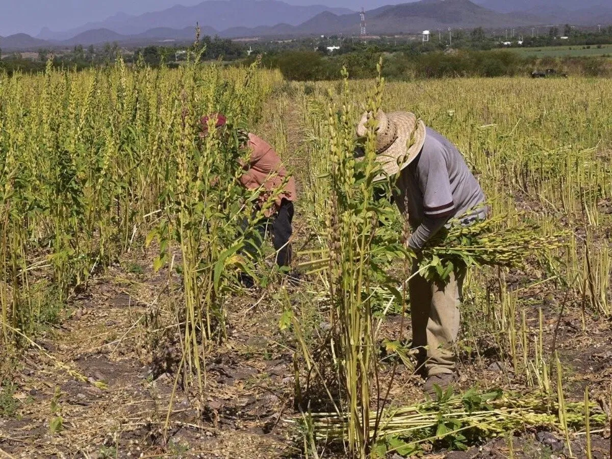 El déficit de lluvias han afectado en El Carrizo el desarrollo del ajonjolí: JLSVVC El déficit de lluvias han afectado en El Carrizo el desarrollo del ajonjolí: JLSVVC