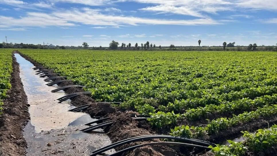Agricultores gestionan a través de Gobierno del Estado un presupuesto justo: AARFS Agricultores gestionan a través de Gobierno del Estado un presupuesto justo: AARFS