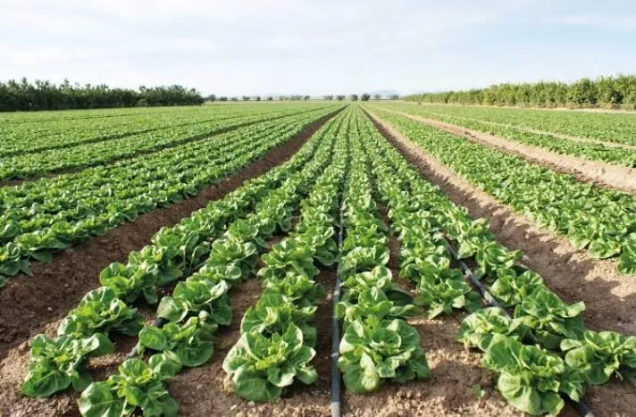 Productores agrícolas en Sinaloa contarán con un esquema de crédito gracias a FIRA Productores agrícolas en Sinaloa contarán con un esquema de crédito gracias a FIRA