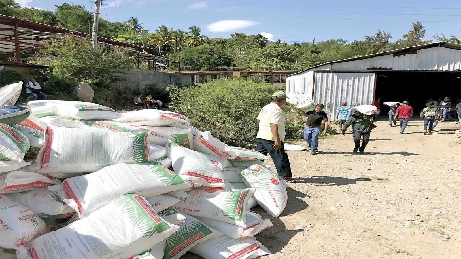 Si eres productor de trigo y aún no te haz registrado, hazlo ahora para acceder a los apoyos: Hernández Encinas Si eres productor de trigo y aún no te haz registrado, hazlo ahora para acceder a los apoyos: Hernández Encinas