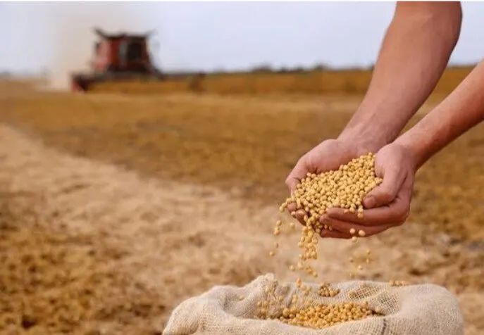 Productores de frijol de Sinaloa exigen 30 pesos por kilo para obtener una utilidad real Productores de frijol de Sinaloa exigen 30 pesos por kilo para obtener una utilidad real