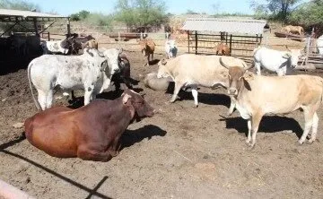 Avanza Sinaloa en sanidad ganadera para recuperar su estatus y fortalecer exportaciones Avanza Sinaloa en sanidad ganadera para recuperar su estatus y fortalecer exportaciones