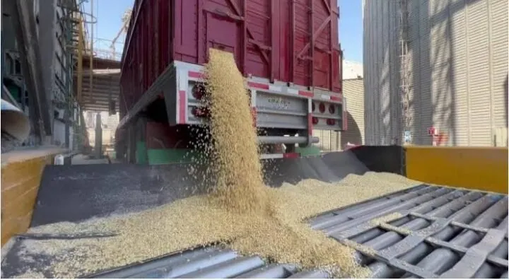 Se pide la exclusión de granos básicos del TLC para proteger a los productores de Sinaloenses Se pide la exclusión de granos básicos del TLC para proteger a los productores de Sinaloenses
