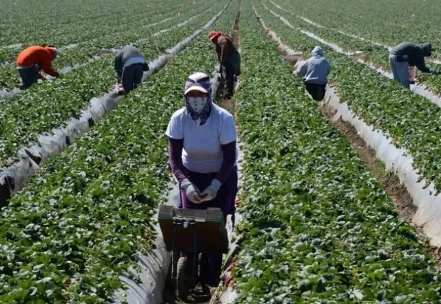 Agricultores deben cumplir con la ley y garantizar condiciones dignas para los jornaleros, y de sus familias Agricultores deben cumplir con la ley y garantizar condiciones dignas para los jornaleros, y de sus familias