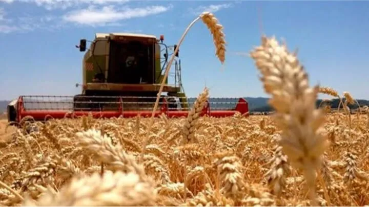 Es urgente establecer un mecanismo de pago para el complemento del precio de trigo Es urgente establecer un mecanismo de pago para el complemento del precio de trigo