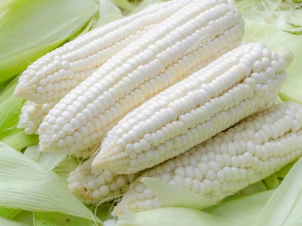 Empresarios y productores se unen para exigir la clasificación de maíz blanco sinaloense Empresarios y productores se unen para exigir la clasificación de maíz blanco sinaloense
