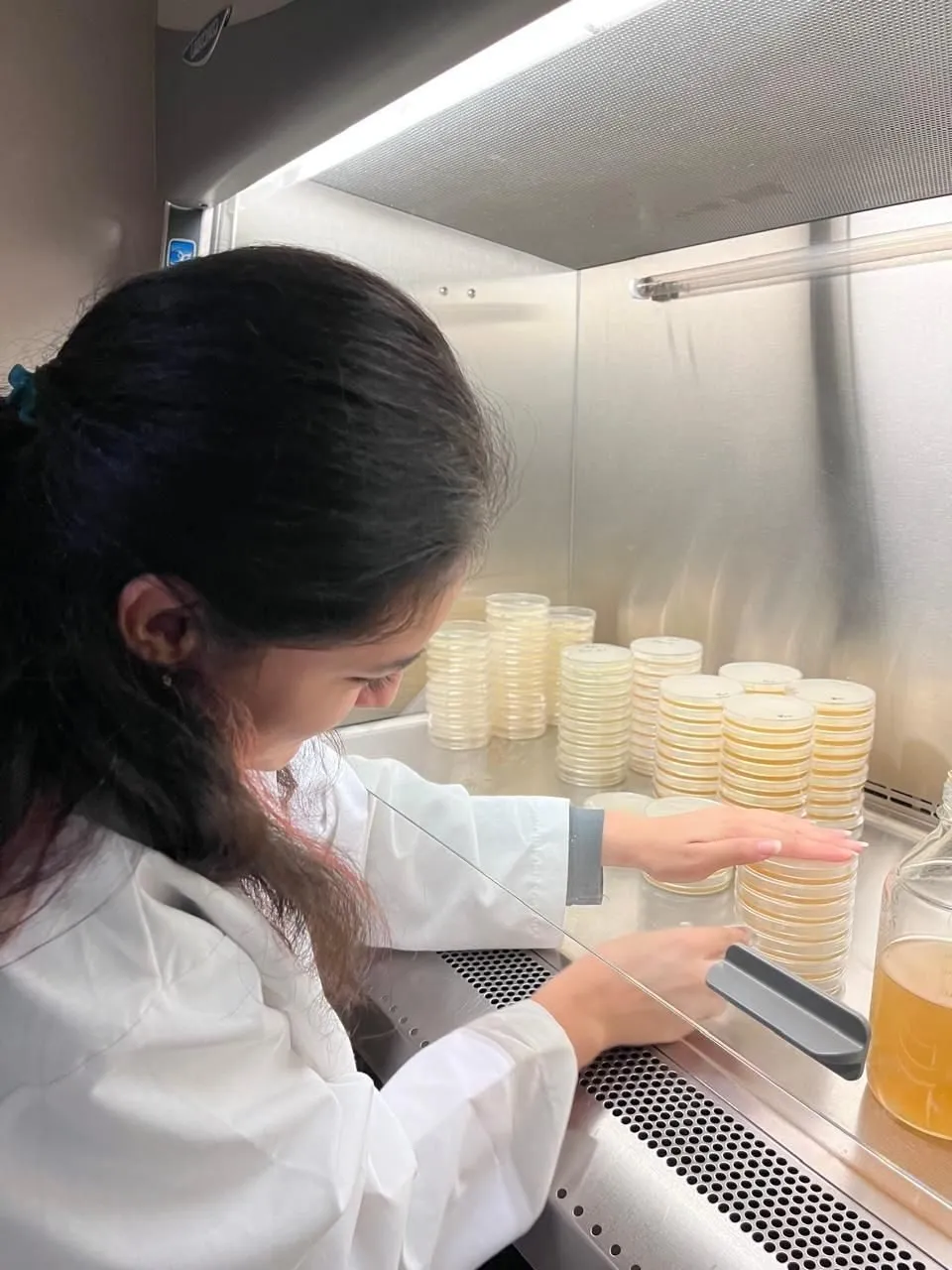 Alumna de la UAS realiza investigación sobre evaluación de tratamientos químicos biológicos y extractos botánicos contra hongo patógeno vegetal Alumna de la UAS realiza investigación sobre evaluación de tratamientos químicos biológicos y extractos botánicos contra hongo patógeno vegetal