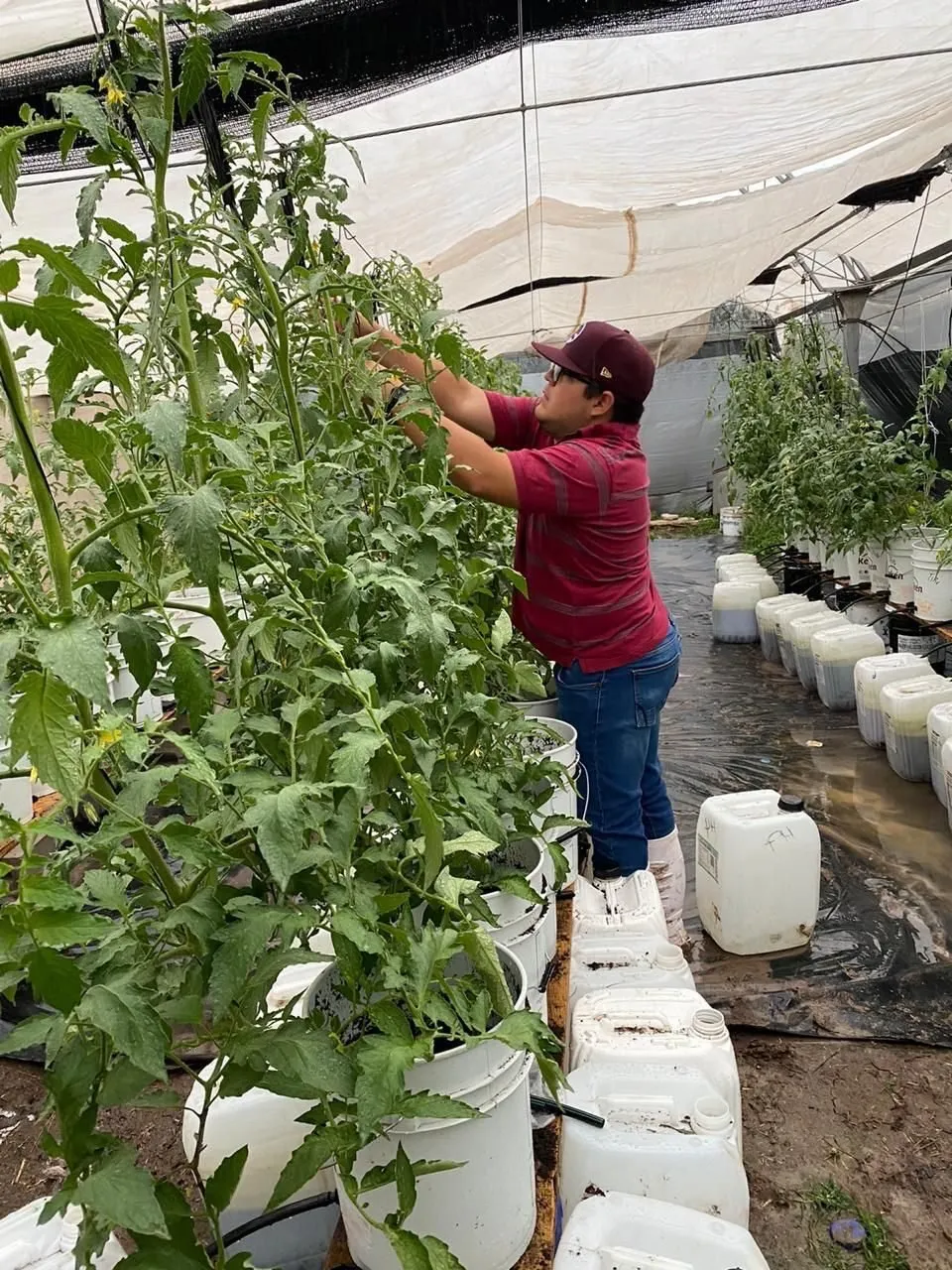 Analizan especialistas de la UAS la aplicación de níquel en sistemas hidropónicos de las plantas para la mejor metabolización del nitrógeno Analizan especialistas de la UAS la aplicación de níquel en sistemas hidropónicos de las plantas para la mejor metabolización del nitrógeno