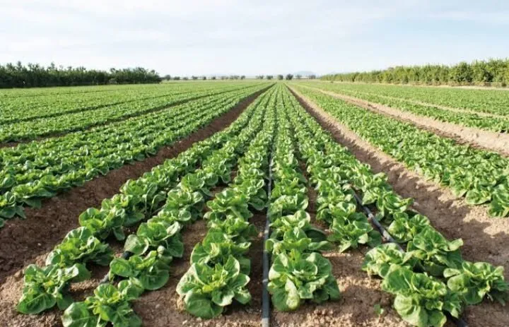 Incluir apoyo adicional en el presupuesto, petición de líder agrícola para mitigar impacto de bajos precios Incluir apoyo adicional en el presupuesto, petición de líder agrícola para mitigar impacto de bajos precios